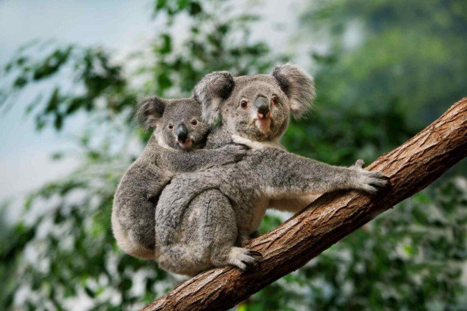 Alguns animais chamam atenção por sua aparência e comportamento fofo (Imagem: slowmotiongli | Shutterstock) - (crédito: EdiCase) Alguns animais chamam atenção por sua aparência e comportamento fofo (Imagem: slowmotiongli | Shutterstock) - (crédito: EdiCase)