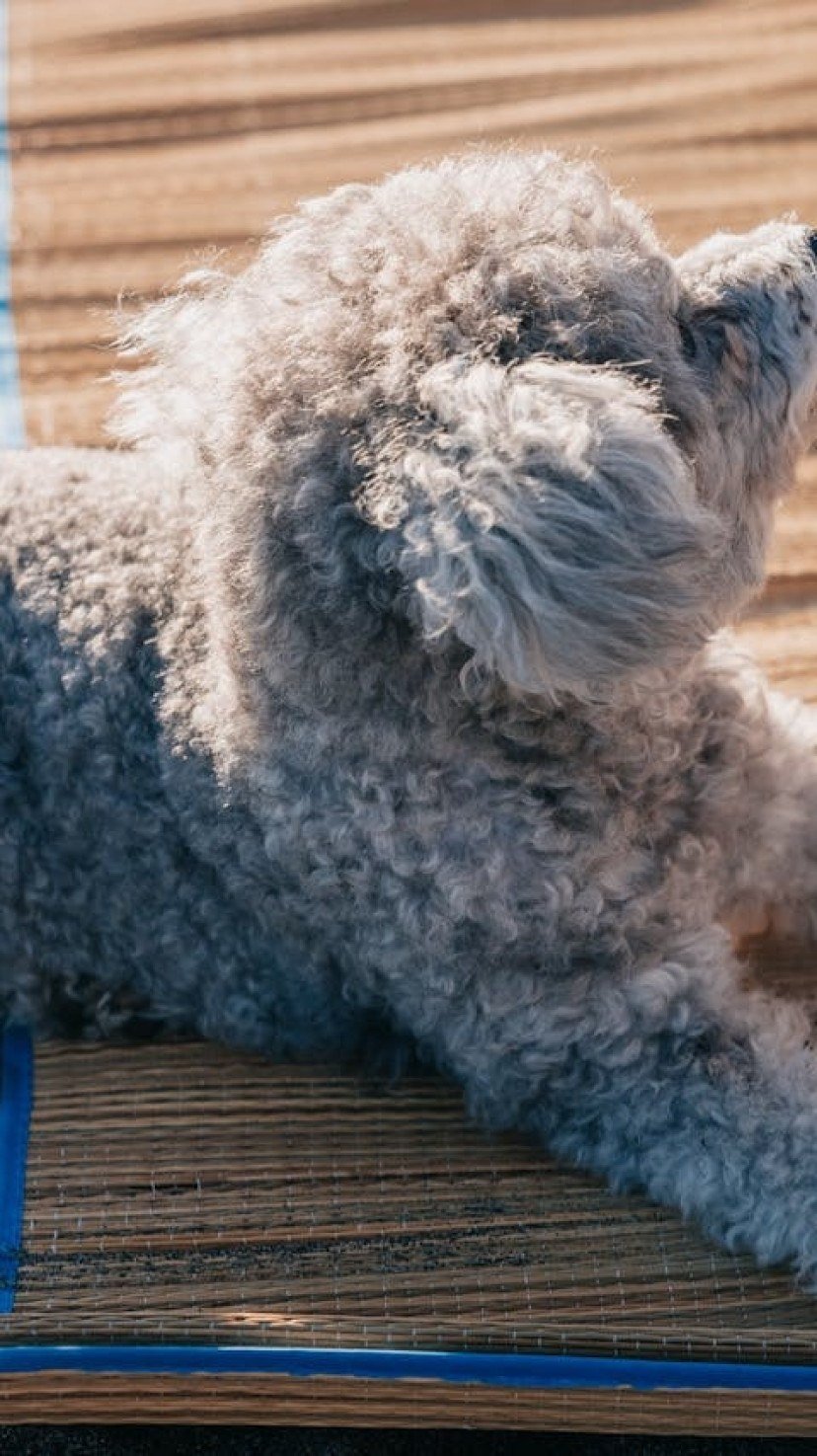 Poodle é originário da Alemanha; veja as principais