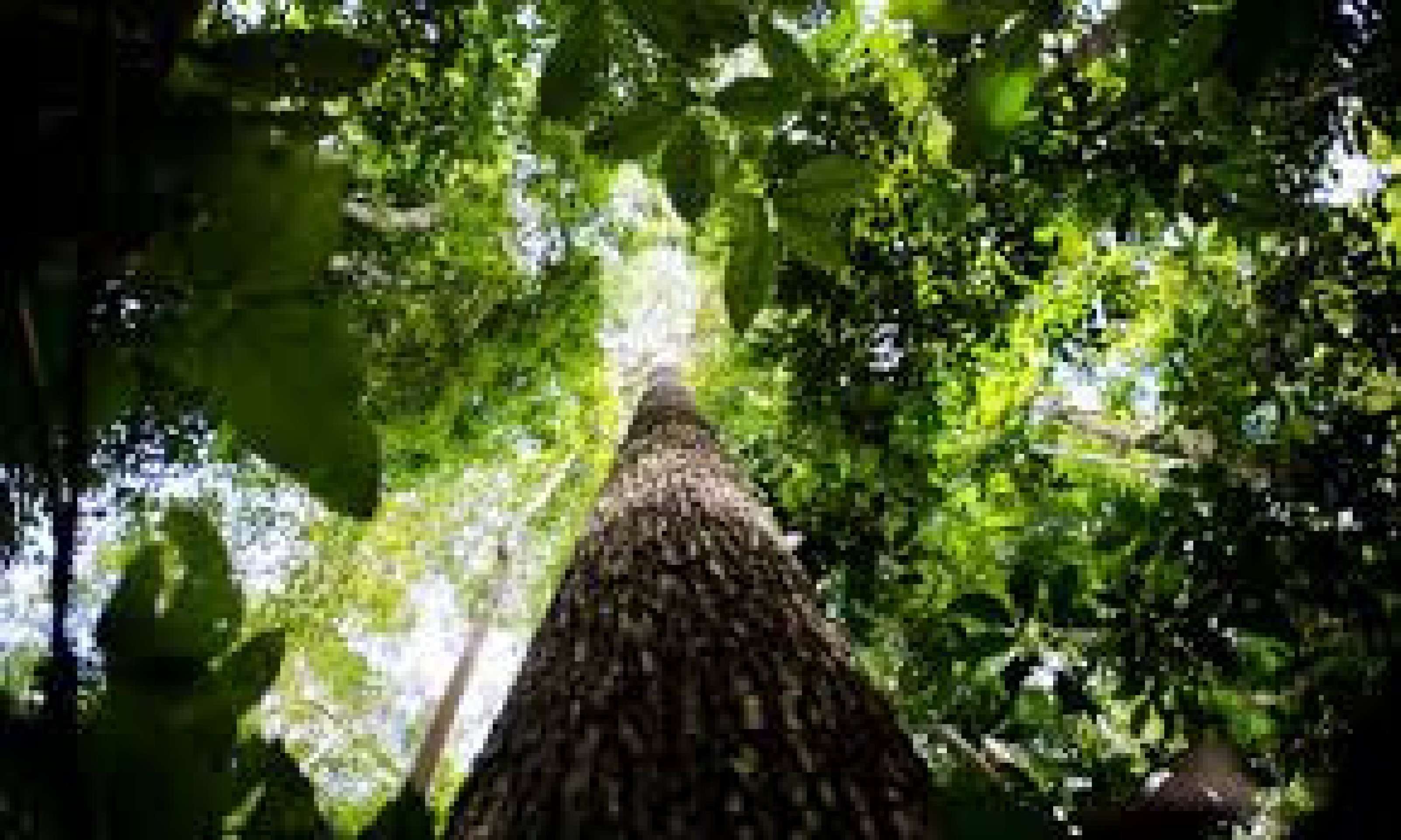 A Floresta Amaznica est sob presso por causa da combinao de fogo, seca e calor que ameaa espcies, inclusive centenrias  