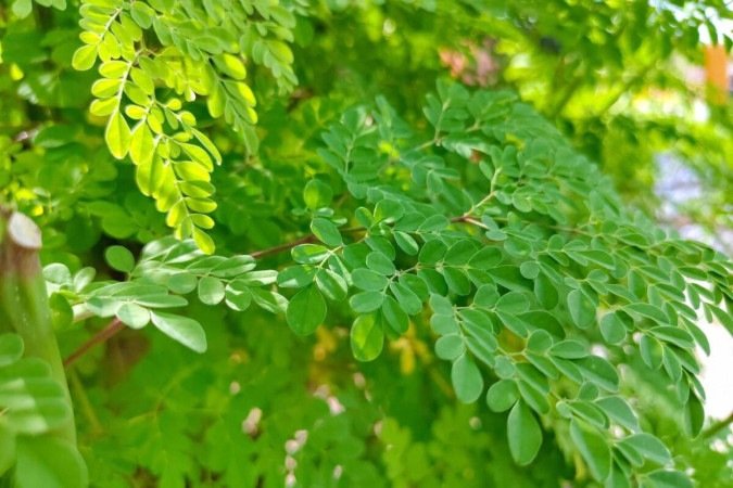A moringa tem nutrientes essenciais para o bom funcionamento do organismo (Imagem: Mariahusain | Shutterstock) - (crédito: EdiCase) A moringa tem nutrientes essenciais para o bom funcionamento do organismo (Imagem: Mariahusain | Shutterstock) - (crédito: EdiCase)
