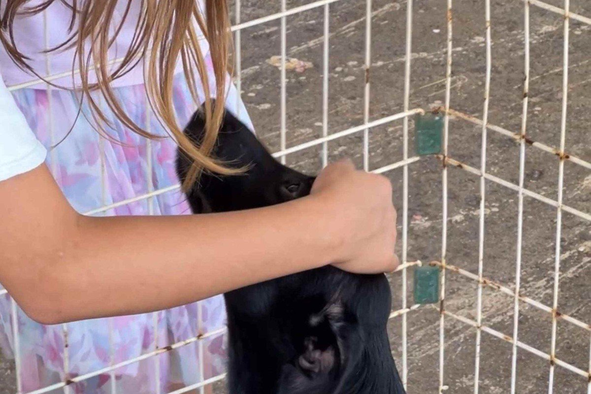 Cachorros foram protagonistas no Carnapati