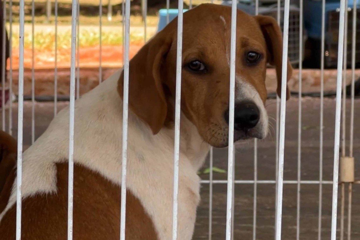 Projeto Cats & Dogs trouxe cercadinhos com diversos cachorros para adoção no Carnapati