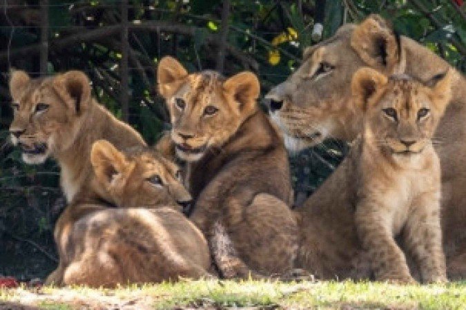 Vídeos feitos por colaboradores do zoo mostram as bebês conhecendo o novo recinto - (crédito: Reprodução/ Instagram) Vídeos feitos por colaboradores do zoo mostram as bebês conhecendo o novo recinto - (crédito: Reprodução/ Instagram)