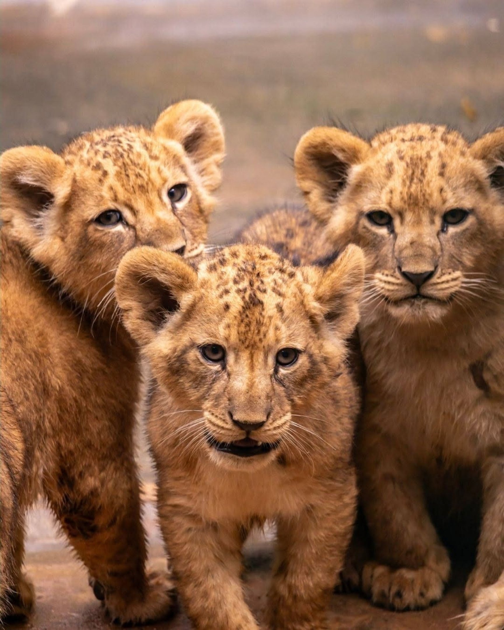  Três filhotes foram batizadas com nomes inspirados nos personagens do filme O Rei Leão: Nala, Kiara e Sarabi. O último nome escolhido é Sampa, em homenagem à capital paulista