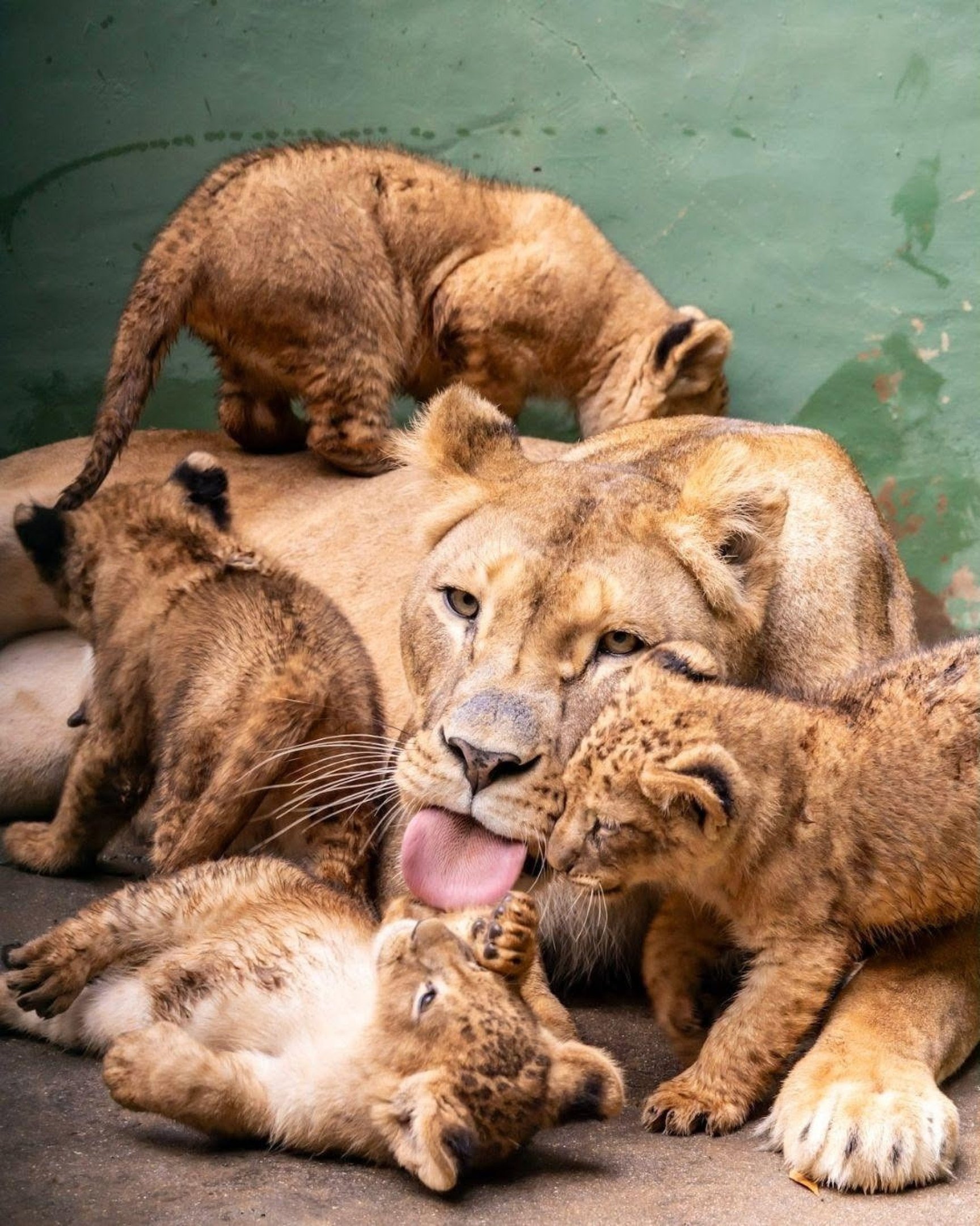 Elas são filhas de Django — leão nascido na Dinamarca que já foi pai de quatro no ano passado — e Erindi, leoa vinda da Holanda