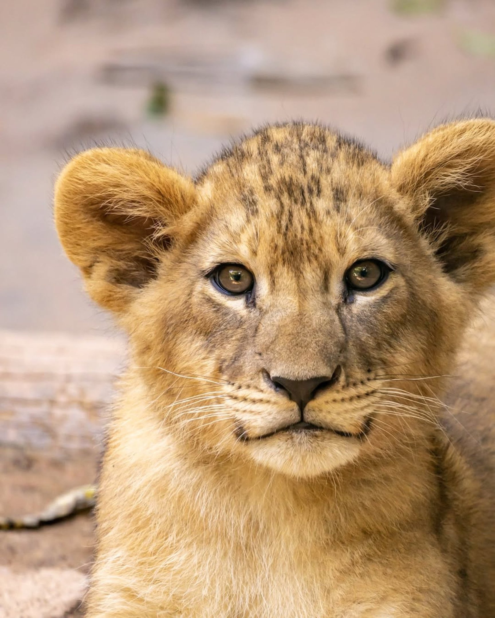 As quatro leoas nasceram em novembro do ano passado e estavam em uma área restrita do parque