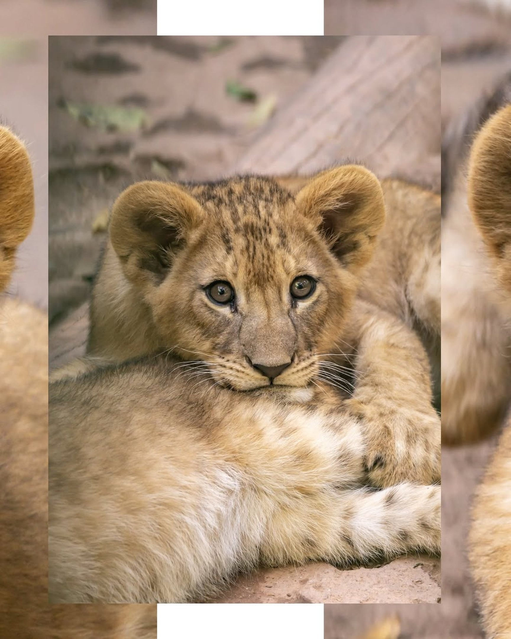 São quatro fêmeas com três meses de idade e pesam cerca de 25 kilos