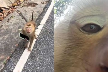 Macaco 'rouba' celular de turista em ilha da Tailândia -  (crédito: ReproduÃ§Ã£o/TikTok)