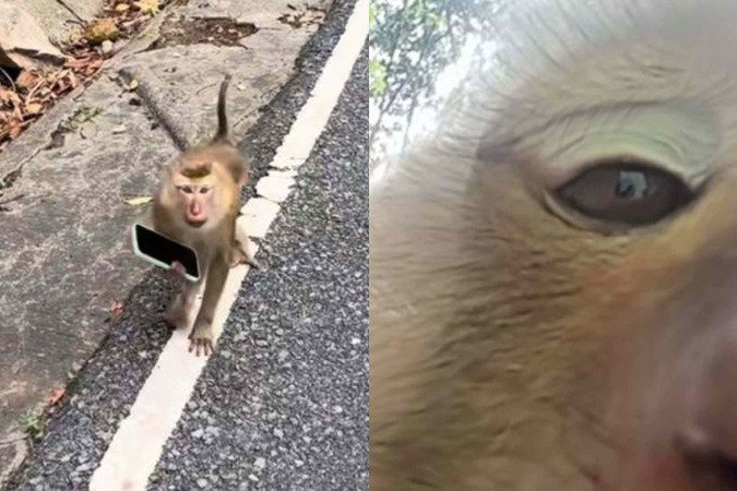 Macaco 'rouba' celular de turista em ilha da Tailândia - (crédito: Reprodução/TikTok) Macaco 'rouba' celular de turista em ilha da Tailândia - (crédito: Reprodução/TikTok)