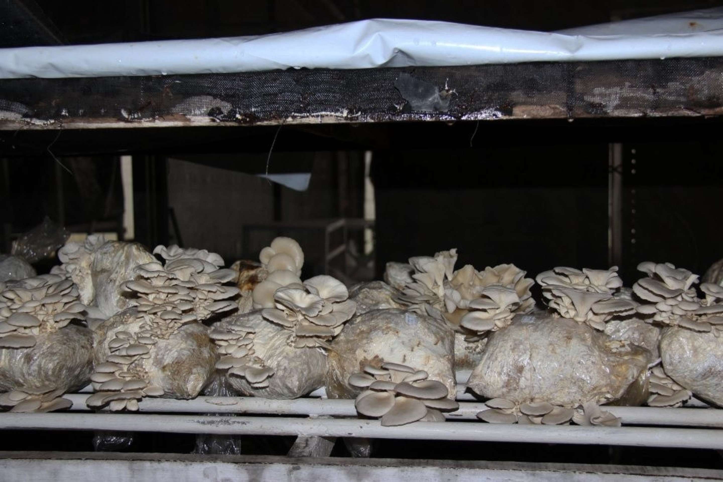 Visita à coleção de cogumelos da Embrapa fará parte do roteiro do curso 