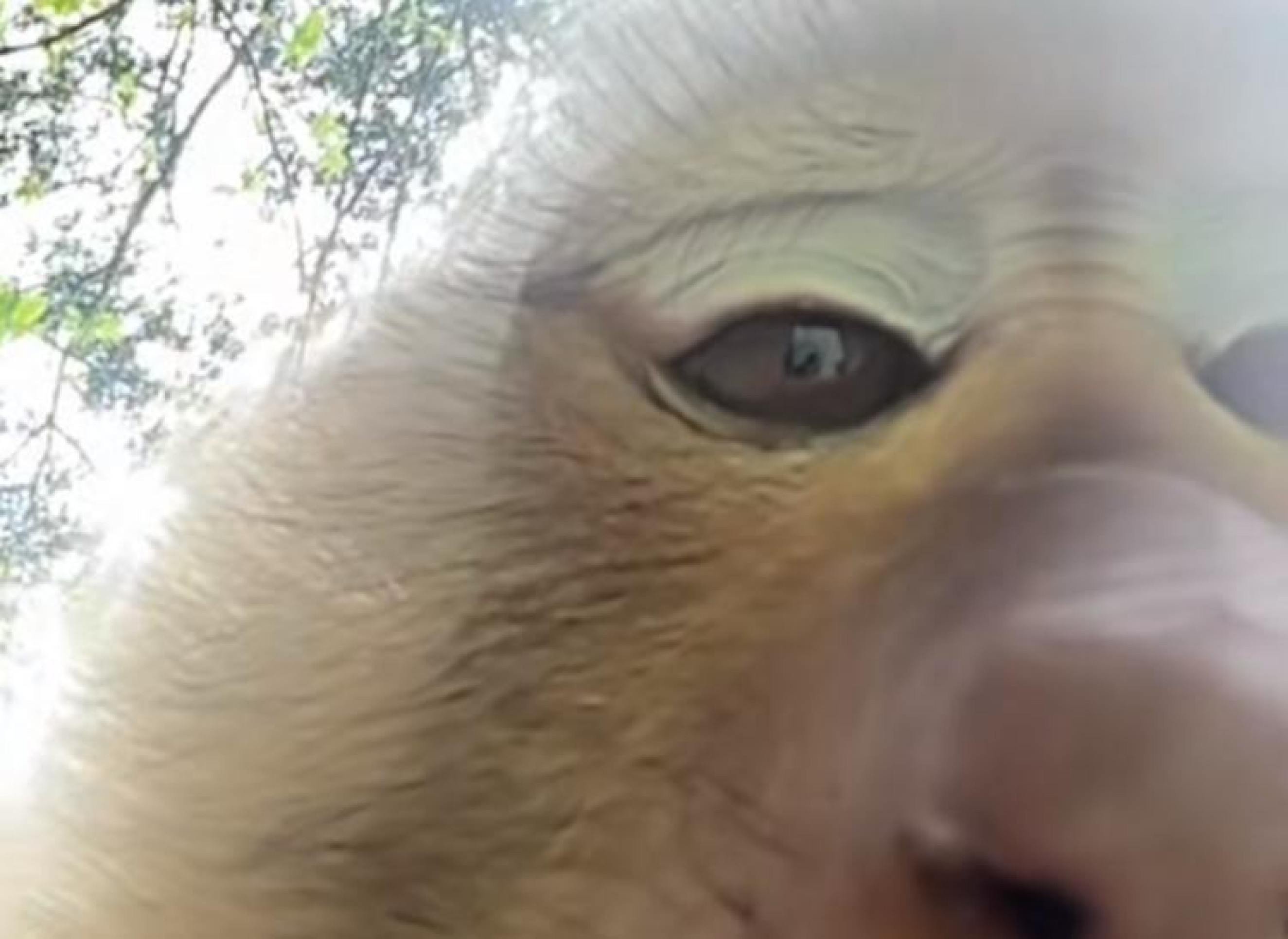 Imagens do vídeo que viralizou no TikTok, em que macaco rouba celular de turista