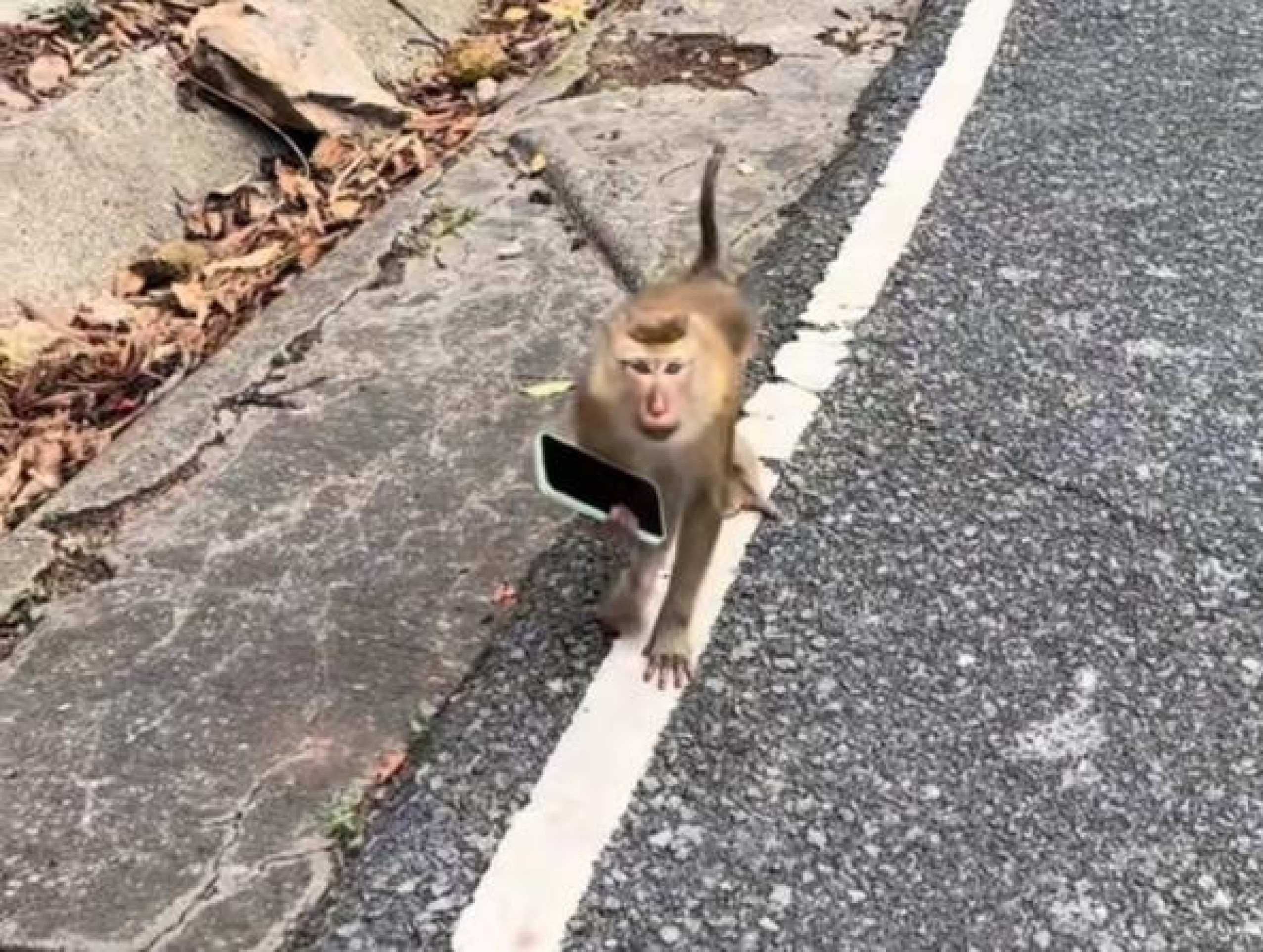 Imagens do vídeo que viralizou no TikTok, em que macaco rouba celular de turista