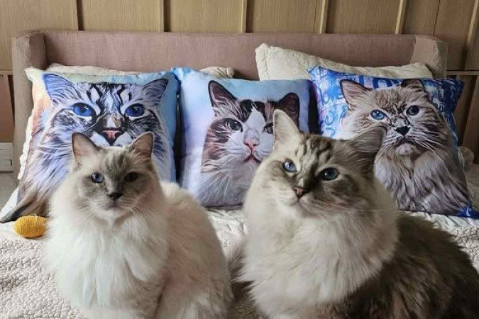 Almofadas, da meu Quadro Pet 
40x40 (R$ 140)
50x50 (R$ 160)
70x60 (R$ 200)