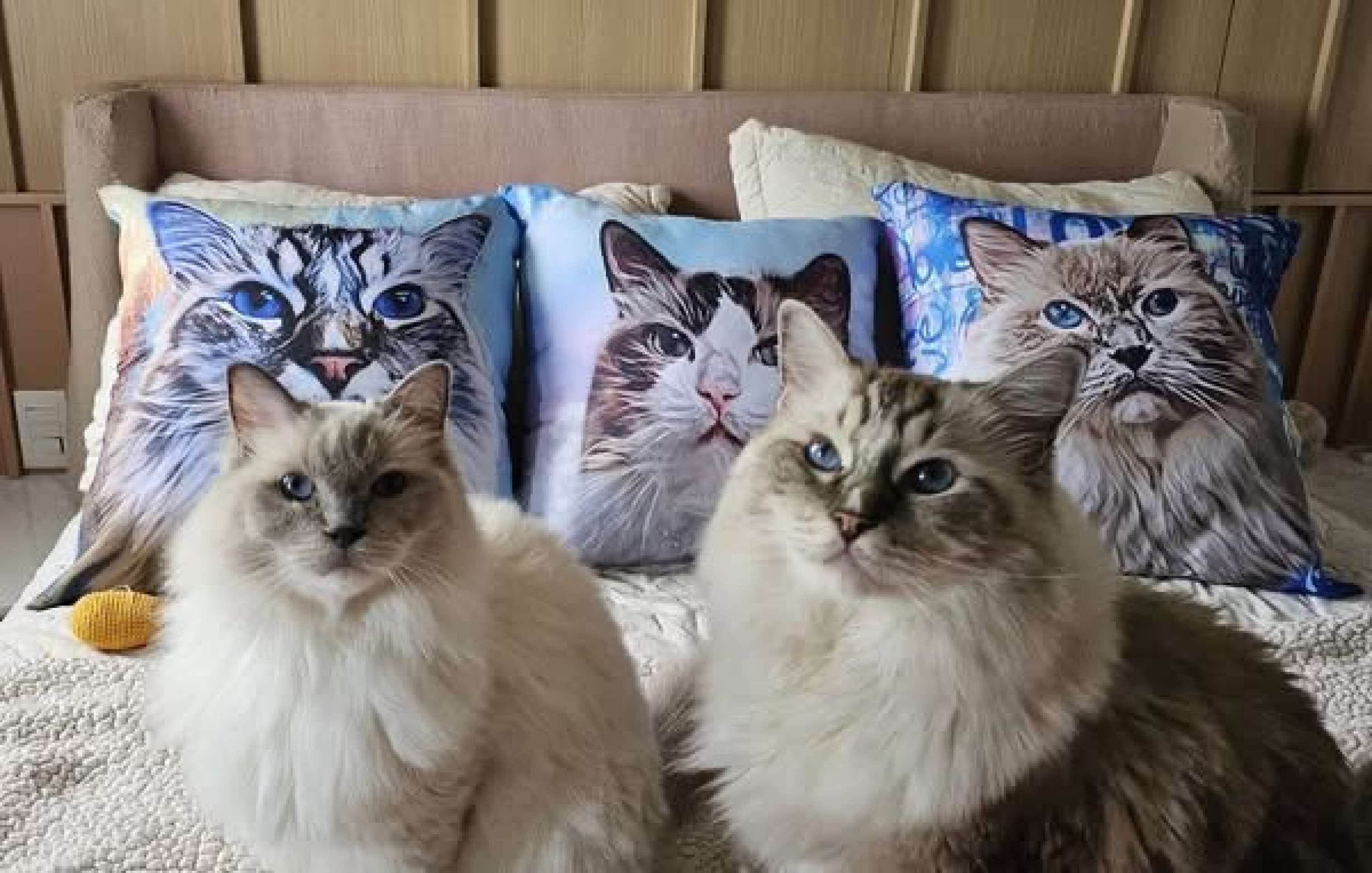 Almofadas, da meu Quadro Pet 
40x40 (R$ 140)
50x50 (R$ 160)
70x60 (R$ 200)