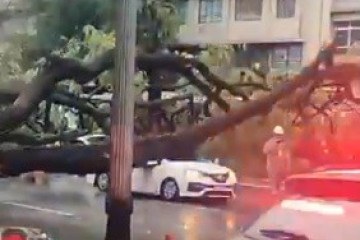 Queda de árvore devido a fortes chuvas na cidade de São Paulo provoca morte de taxista -  (crédito: Reprodução/X)