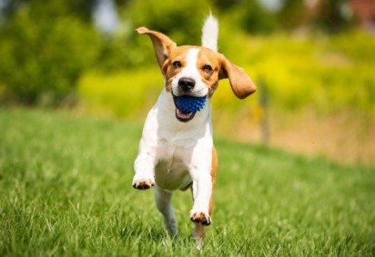 Oferecer momentos felizes aos pets é importante para a saúde mental e física deles (Imagem: Przemek Iciak | Shutterstock) -  (crédito: EdiCase)
