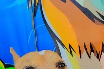 Os tutores de Chico não conheciam a raça, mas se apaixonaram pelas fotos  
