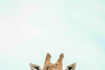 Morre a girafa Yaza, do Zoológico de Brasília -  (crédito: material cedido ao Correio)