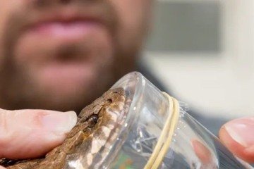 Parque na Austrália encontra víbora da morte com três presas -  (crédito: Reprodução/Australian Reptile Park)