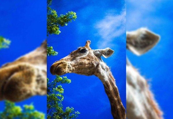 Divulgação/Zoológico de Brasília