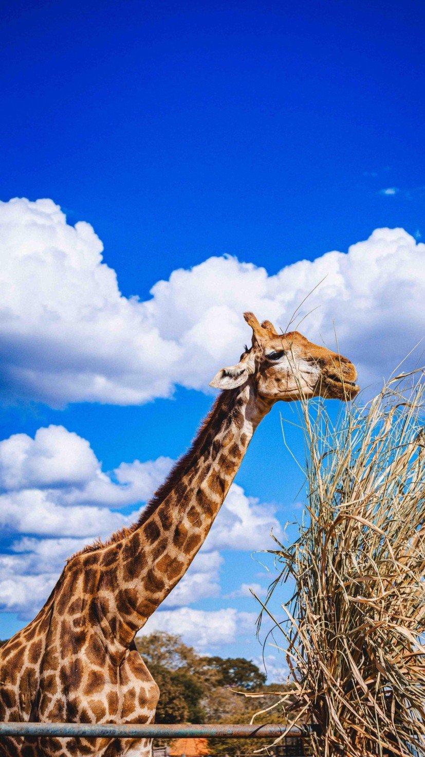 Morre a girafa Yaza, do Zoológico de Brasília -  (crédito: material cedido ao Correio)