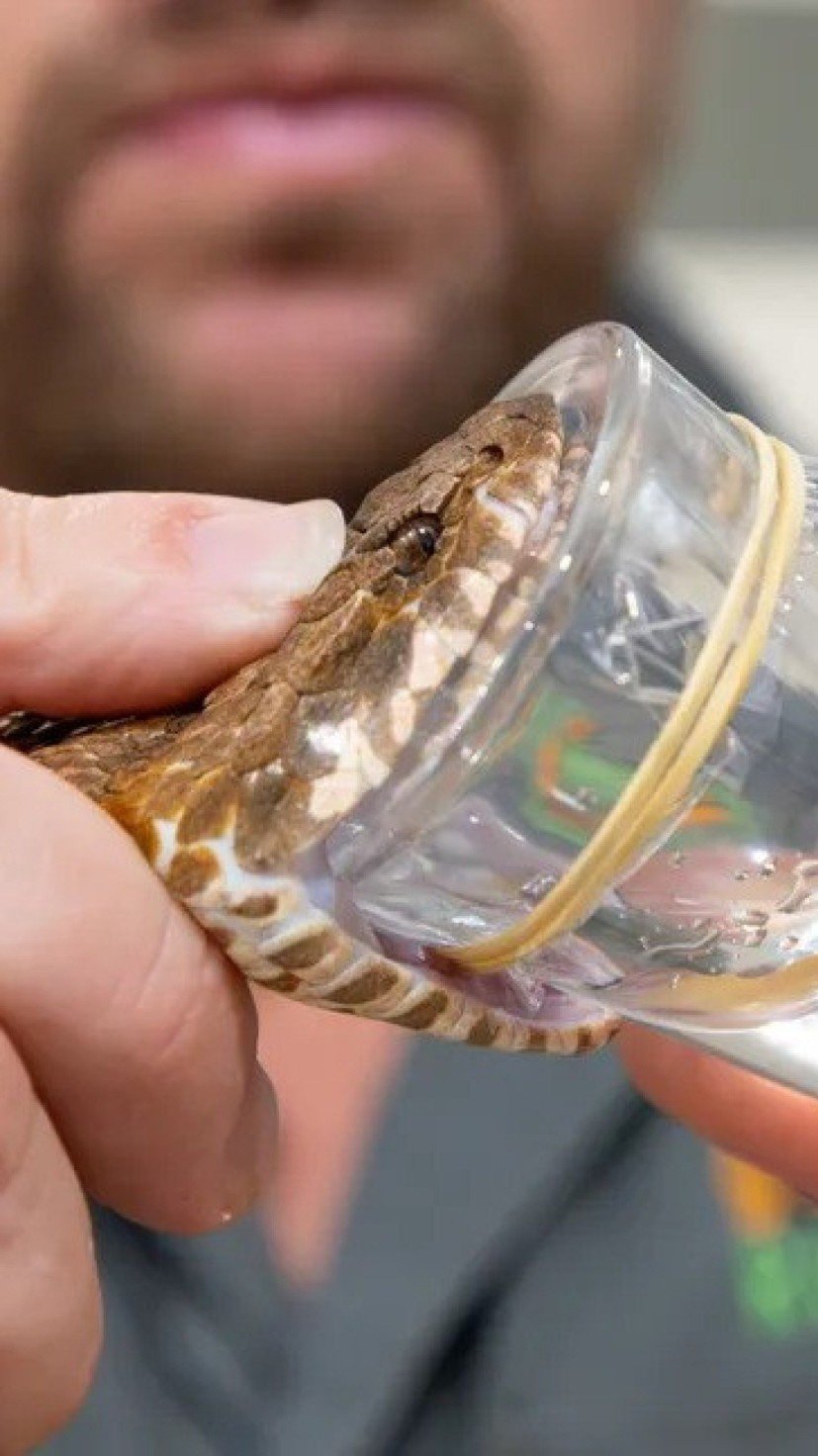 Parque na Austrália encontra víbora da morte com três presas -  (crédito: Reprodução/Australian Reptile Park)