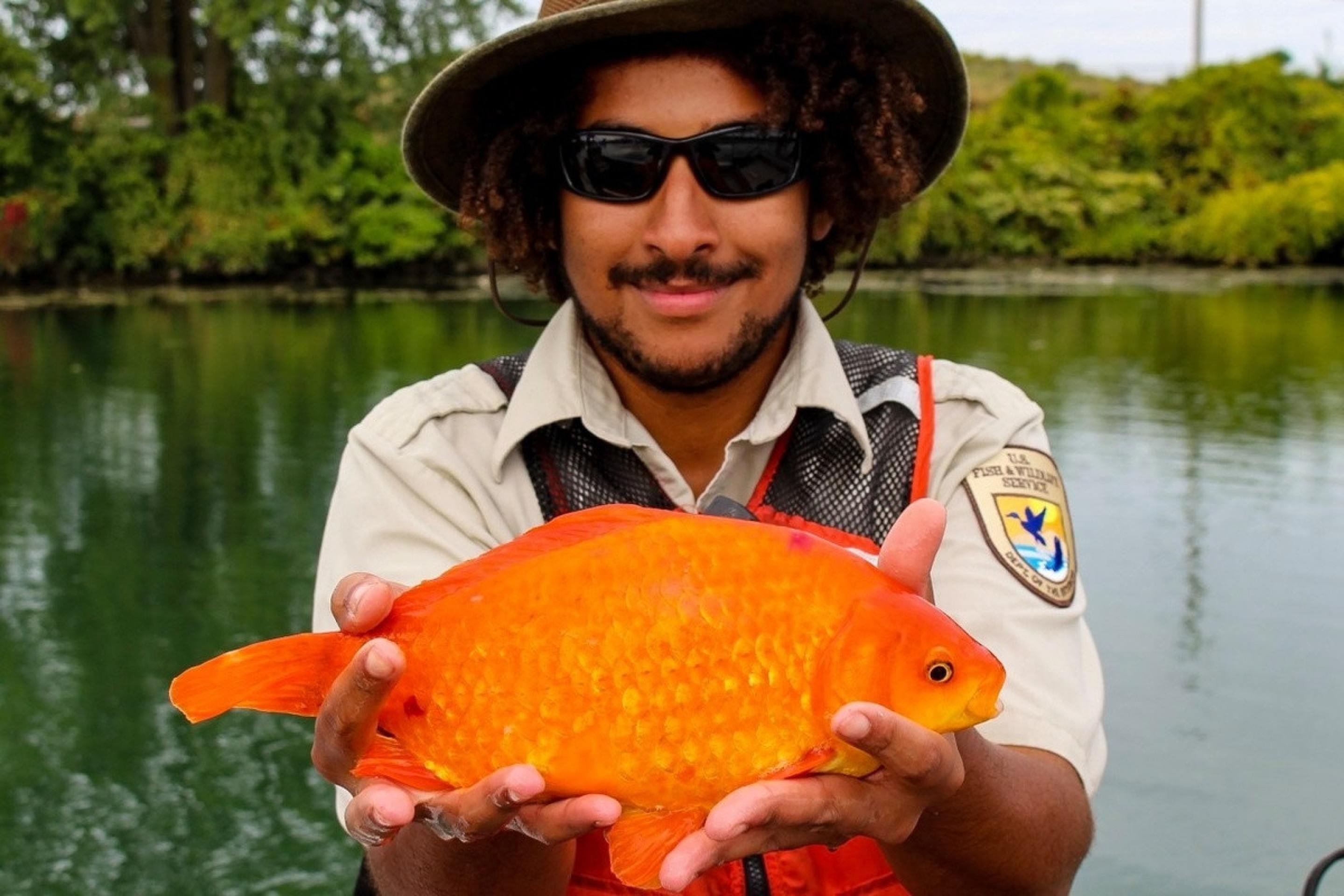 Peixinhos-dourados podem perturbar ecossistemas inteiros