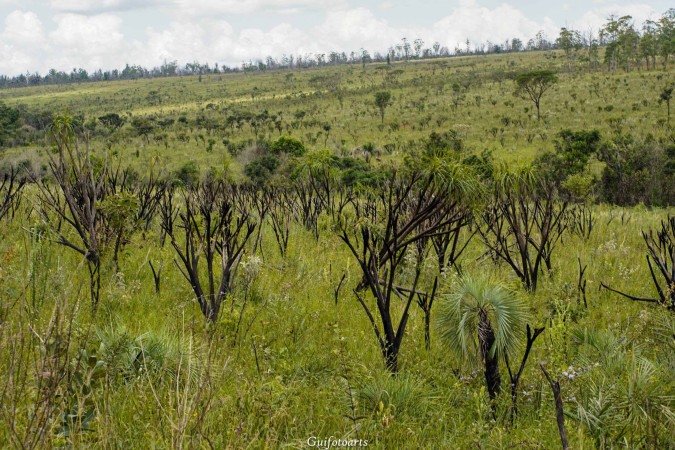 A Flona tem atualmente 5,6 mil hectares
     -  (crédito:  Guilherme Felix CB/DA Press)