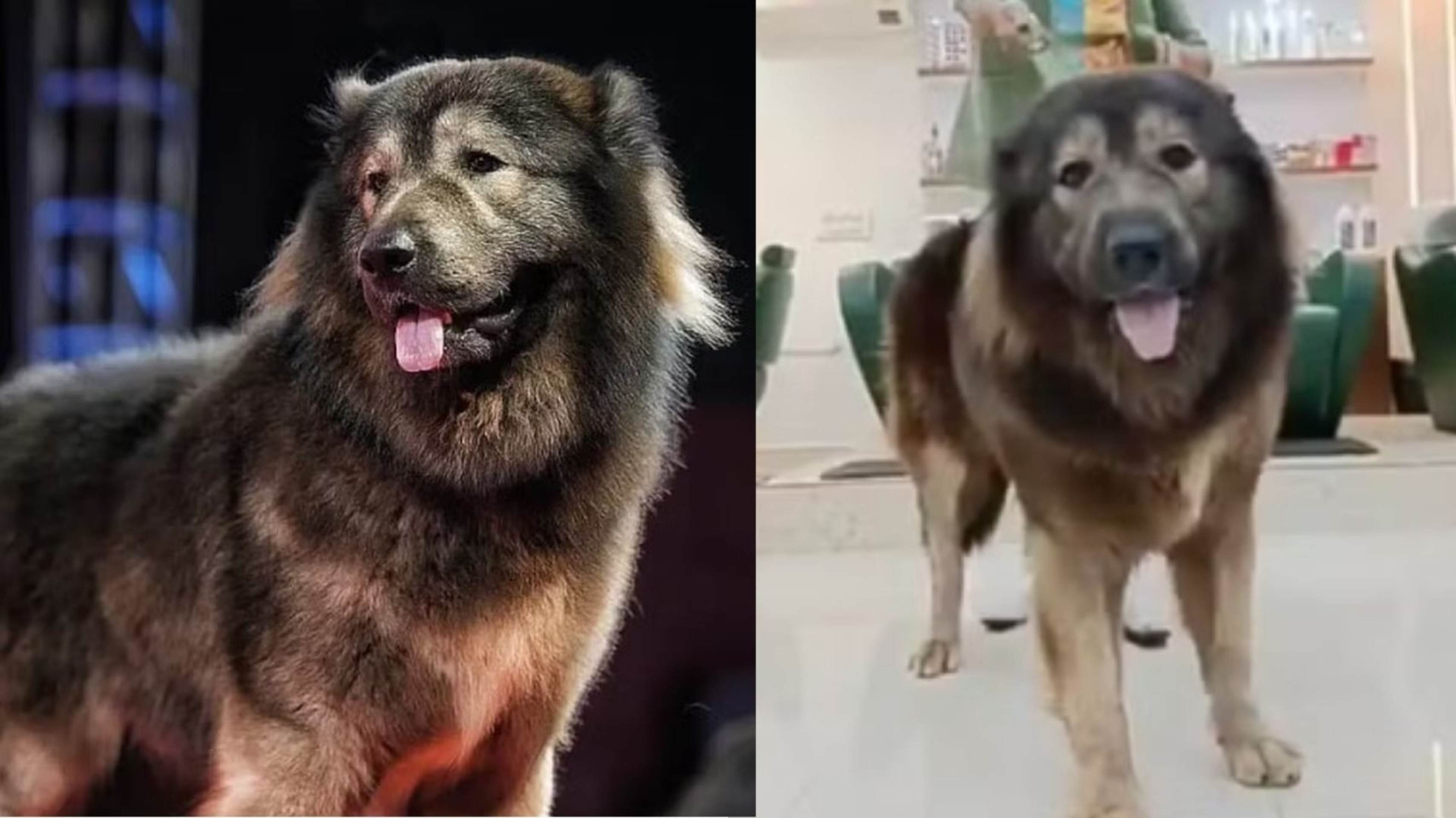 Cão mais caro do mundo, híbrido entre lobo e pastor caucasiano, é vendido por R$ 32,6 milhões