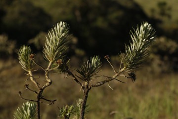 Planta típica do Cerrado. -  (crédito: Joédson Alves/Agência Brasil)