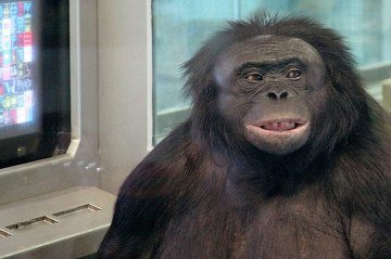 O bonobo Kanzi nasceu em 28 de outubro de 1980 e foi criado no Language Research Center da Universidade da Georgia -  (crédito: William H. Calvin/Wikimedia Commons)