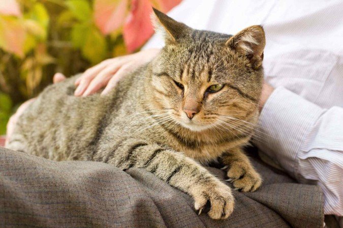 Cuidados especiais mantém o bem-estar e a qualidade de vida dos pets idosos (Imagem: Budimir Jevtic | Shutterstock) - (crédito: EdiCase) Cuidados especiais mantém o bem-estar e a qualidade de vida dos pets idosos (Imagem: Budimir Jevtic | Shutterstock) - (crédito: EdiCase)