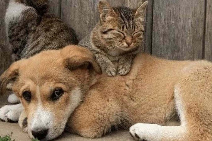 A Secretaria Extraordinária de Proteção Animal do Distrito Federal (Sepan-DF) abre mil vagas para castração gratuita de cães e gatos em Sobradinho neste domingo (1°/6) - (crédito: Divulgação/Sema) A Secretaria Extraordinária de Proteção Animal do Distrito Federal (Sepan-DF) abre mil vagas para castração gratuita de cães e gatos em Sobradinho neste domingo (1°/6) - (crédito: Divulgação/Sema)