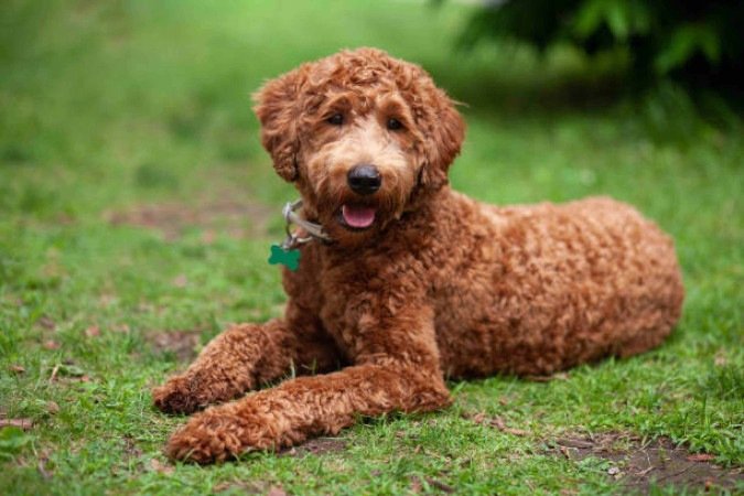 Imagem de um Labrapoodle, mistura de labrador com poodle - (crédito: Reprodução/iStockphoto) Imagem de um Labrapoodle, mistura de labrador com poodle - (crédito: Reprodução/iStockphoto)