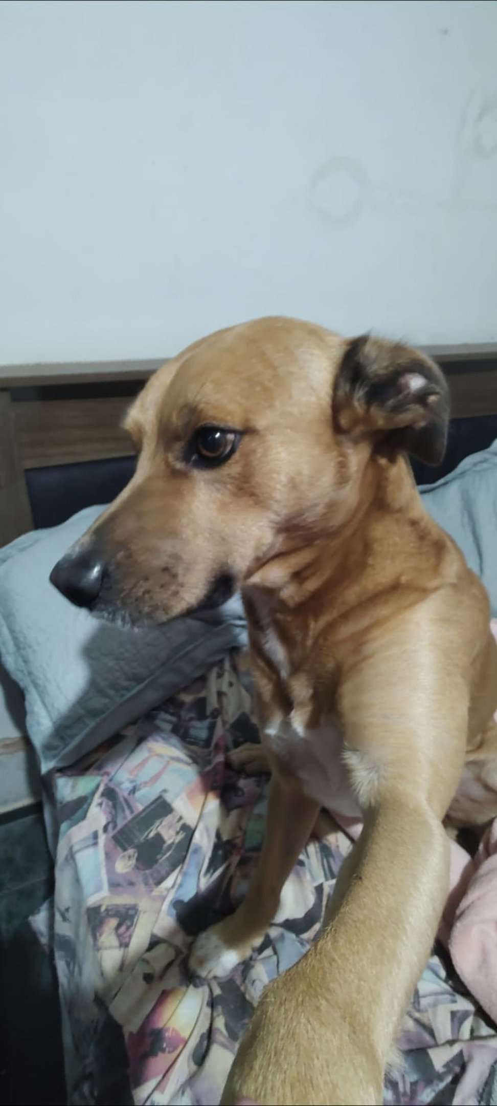 Ted, o caramelo mistura de fila e pitbull 