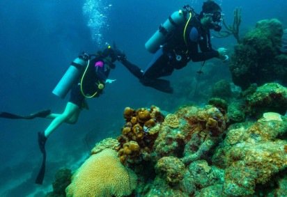 Turistas ajudam a salvar corais do Caribe em programa de sustentabilidade em Aruba -  (crédito: Uai Turismo) -Turistas ajudam a salvar corais do Caribe em programa de sustentabilidade em Aruba -  (crédito: Uai Turismo)