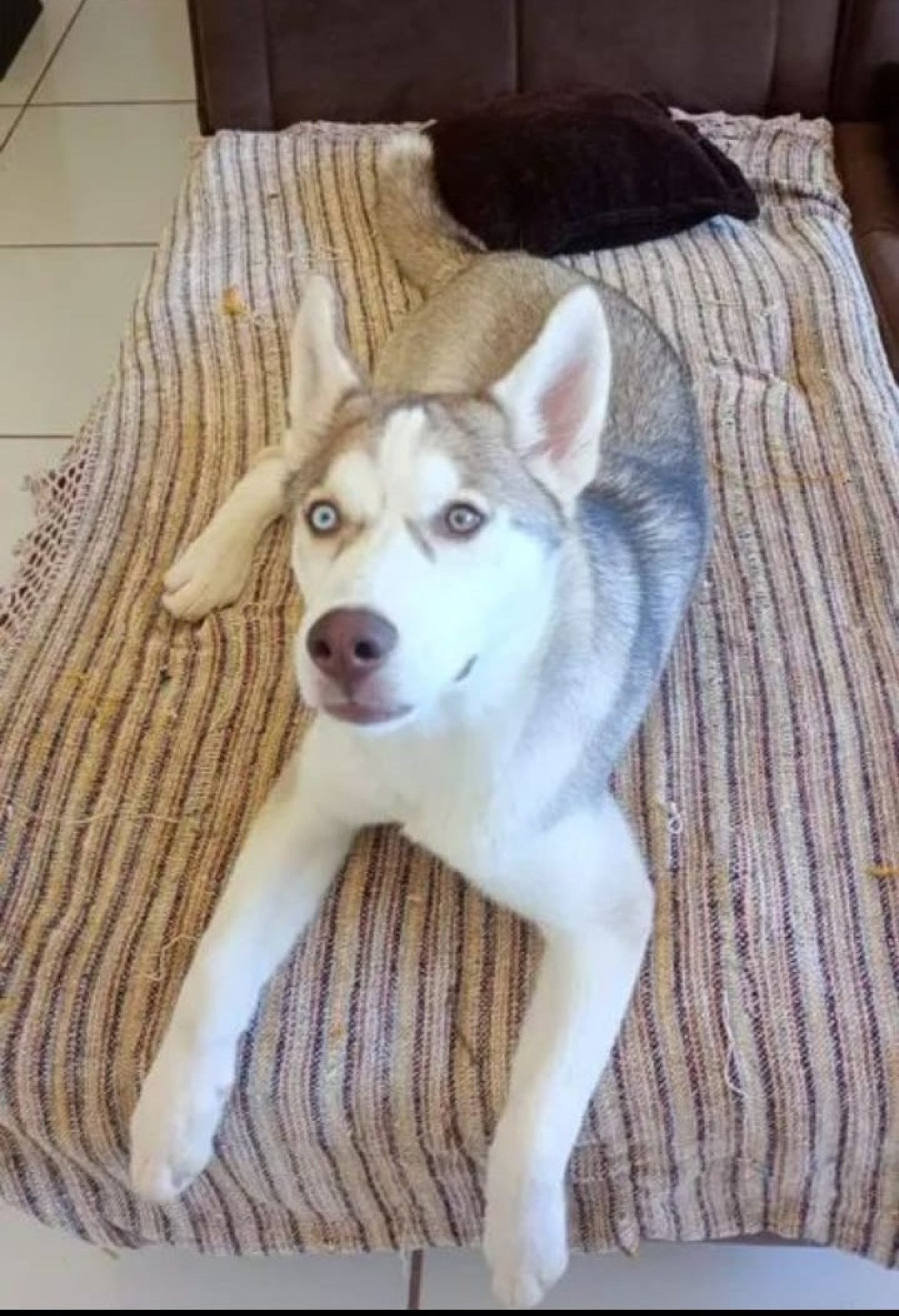 Pandora, uma Husky Siberiano pura