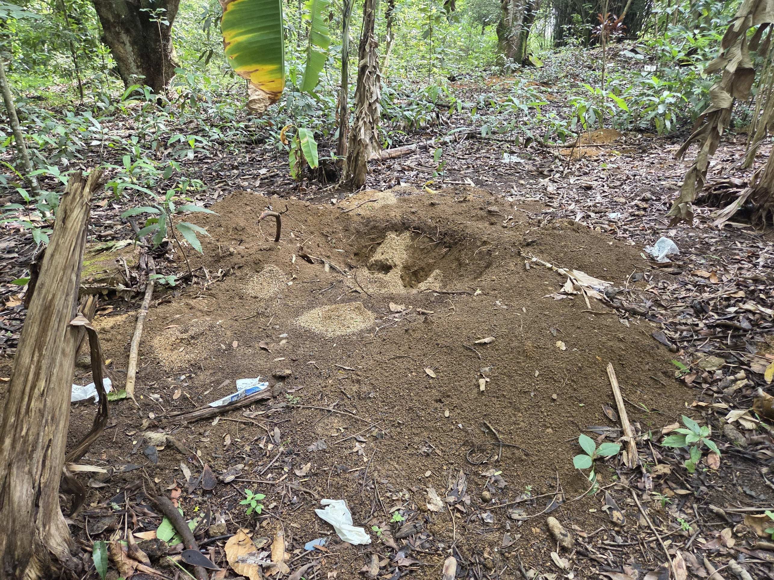  Ossada de Thalita foi encontrada enterrada em parque do Guará, Correio esteve no local e registrou onde os outros membros de Thalita foram desovados e enterrados em uma cova profunda