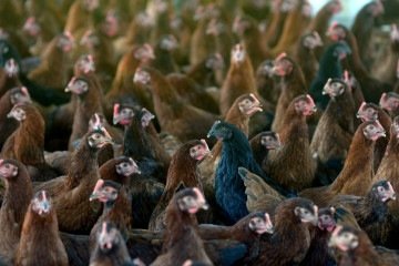 Os dados constam no painel de monitoramento sobre Síndrome Respiratória e Nervosa das Aves -  (crédito:  Ed Alves CB/DA Press)