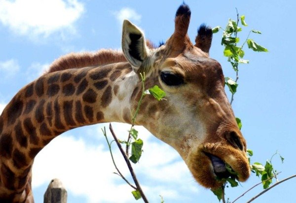 Paulo H. Carvalho/Agência Brasília