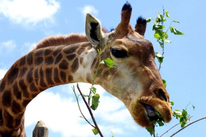 Zoológico de Brasília -  (crédito: Paulo H. Carvalho/Agência Brasília)