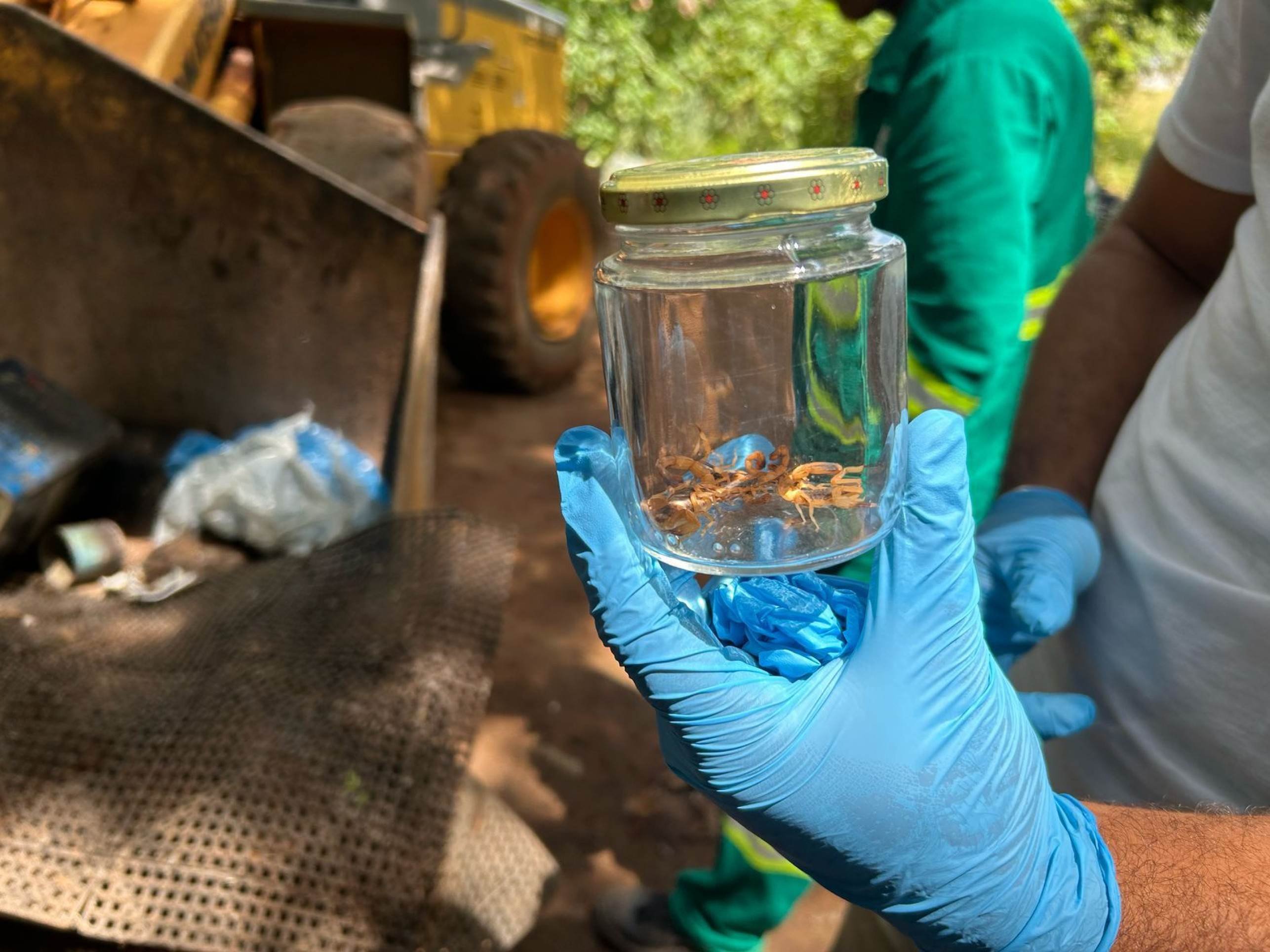 Escorpiões foram encontrados no local