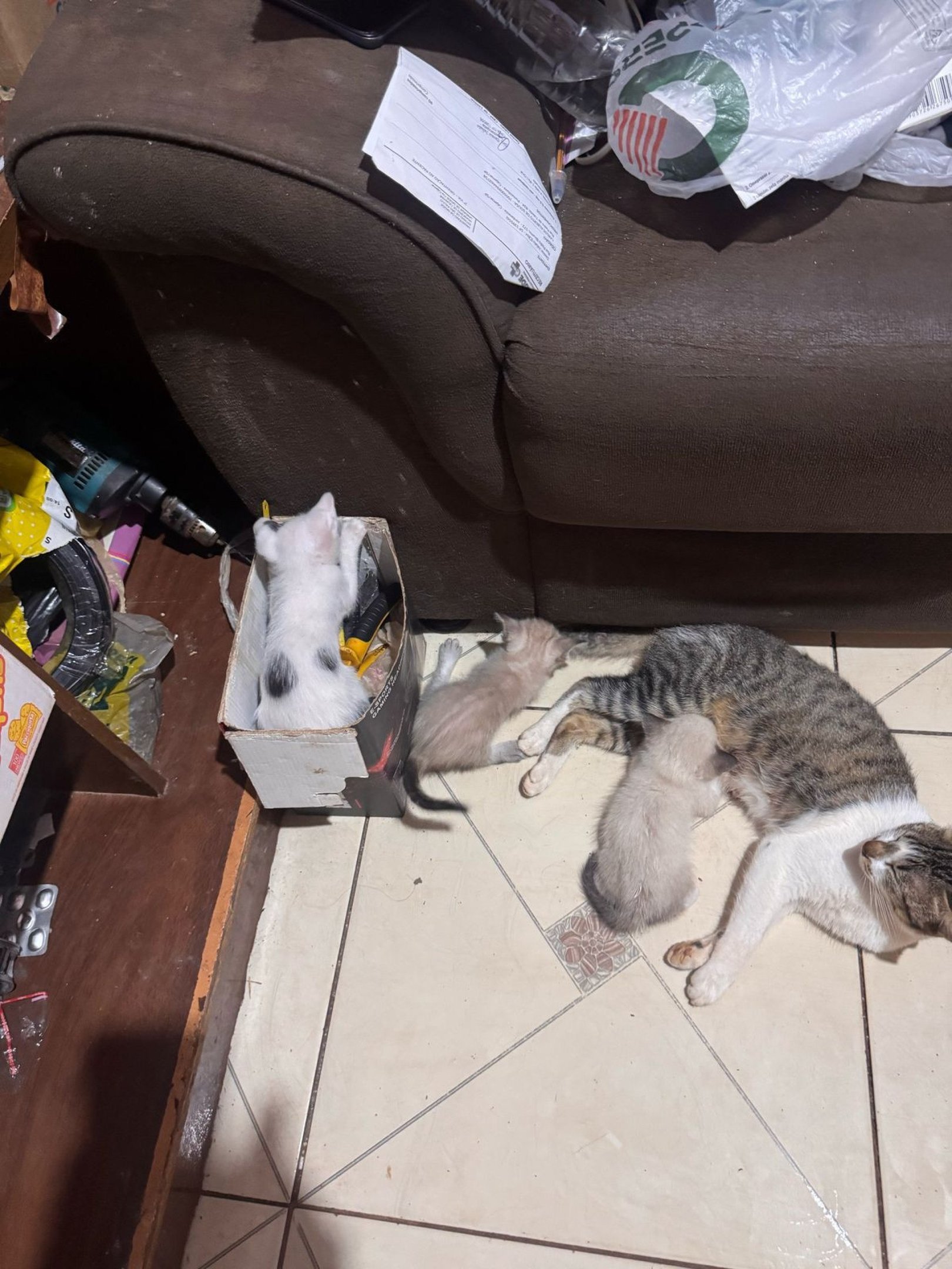 Animais resgatados por Vit&oacute;ria