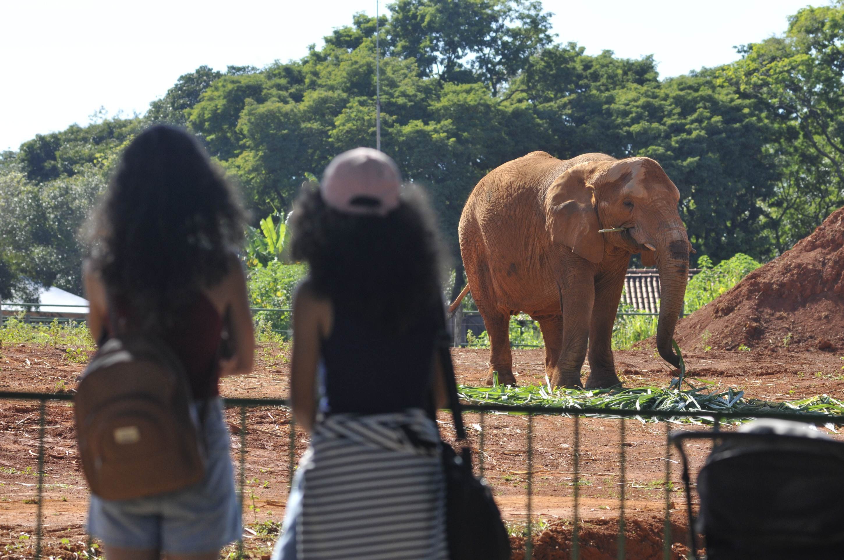  30/03/2025. Crédito: Minervino Júnior/CB/D.A Press. Brasil.  Brasilia - DF. Final de semana de Zoológico com entrada gratuita para a população.
