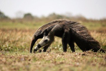 MG: Um tamanduá é resgatado a cada dois dias - pixabay