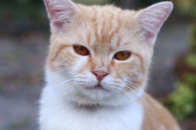 O estresse prolongado pode afetar a saúde física e emocional dos cães e gatos (Imagem: Kahfi Ryaas | Shutterstock) - (crédito: EdiCase) O estresse prolongado pode afetar a saúde física e emocional dos cães e gatos (Imagem: Kahfi Ryaas | Shutterstock) - (crédito: EdiCase)