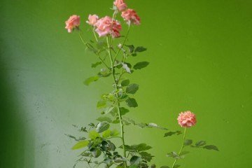 Cachepô modelo Pétala, em madeira reciclada, da CJ Artesanatos (R$ 120)