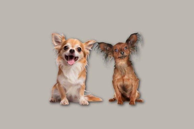 As características distintas do chihuahua e do pequeno cão russo vão além do tamanho e da aparência (Imagem: Amarria Decaen e Jagodka | Shutterstock) - (crédito: EdiCase) As características distintas do chihuahua e do pequeno cão russo vão além do tamanho e da aparência (Imagem: Amarria Decaen e Jagodka | Shutterstock) - (crédito: EdiCase)