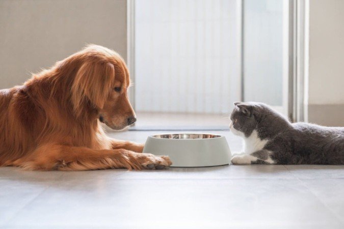 Cães e gatos devem receber uma alimentação com todos os nutrientes necessários para evitar consequências danosas à saúde (Imagem: Chendongshan | Shutterstock) - (crédito: EdiCase) Cães e gatos devem receber uma alimentação com todos os nutrientes necessários para evitar consequências danosas à saúde (Imagem: Chendongshan | Shutterstock) - (crédito: EdiCase)