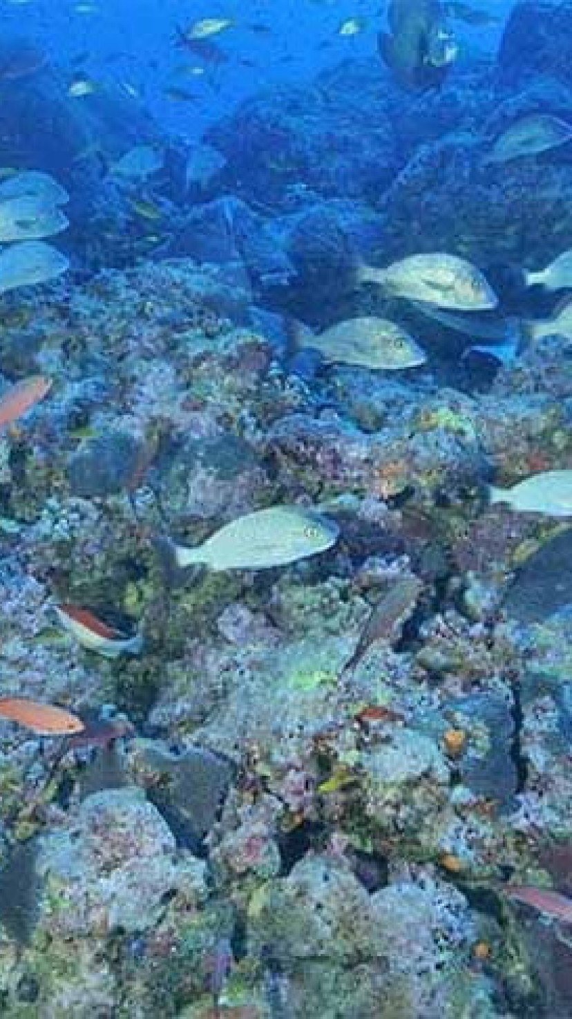Sistema de coral brasileiro é um dos maiores do planeta
